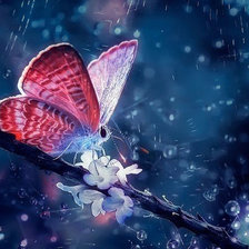 бабочка под дождём