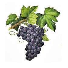 Оригинал схемы вышивки «виноград» (№1552977)