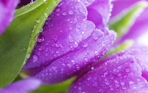 Цветы - фиолетовый, цветы - оригинал