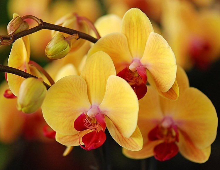 Жёлтые орхидеи - цветы, орхидеи - оригинал