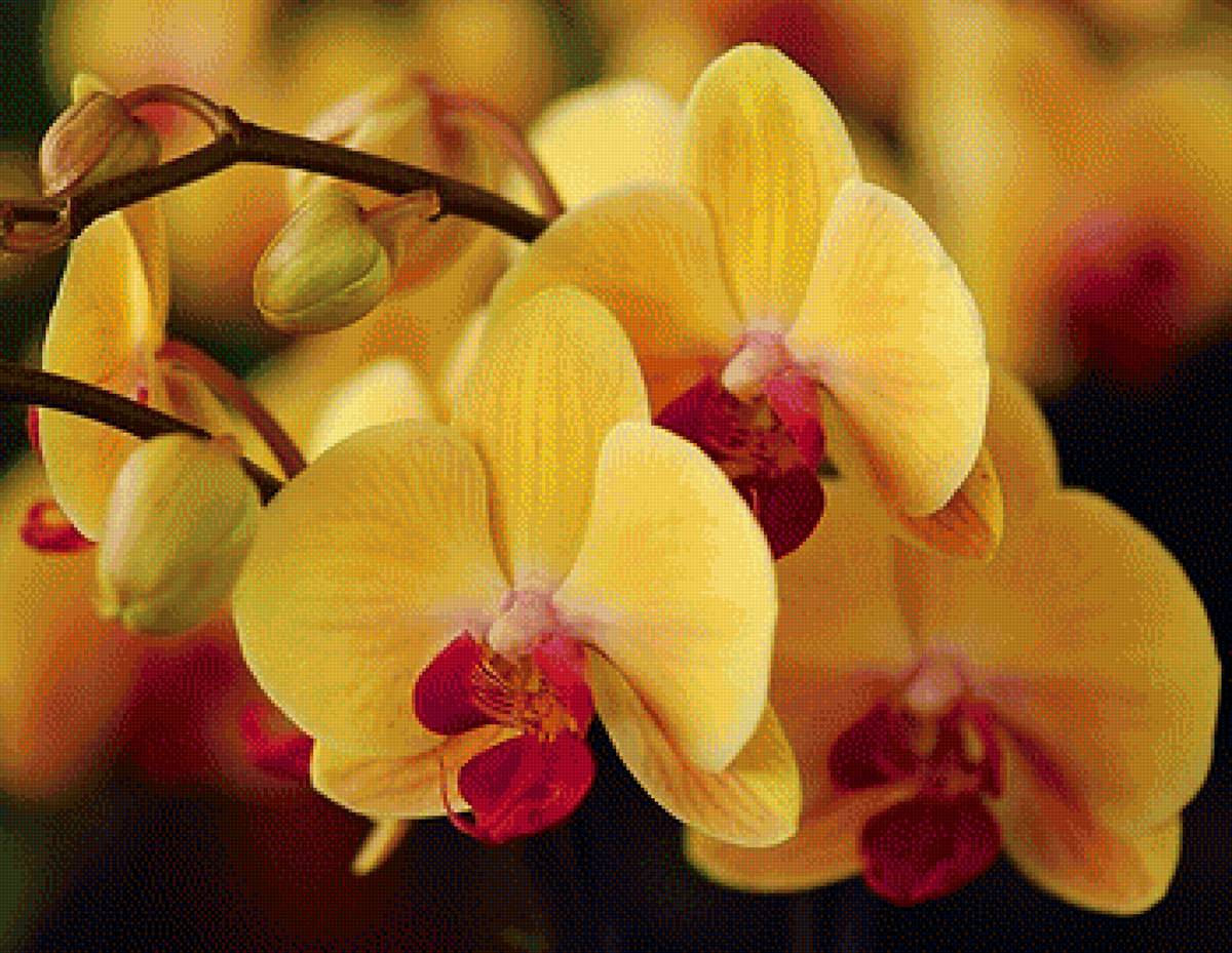 Жёлтые орхидеи - орхидеи, цветы - предпросмотр