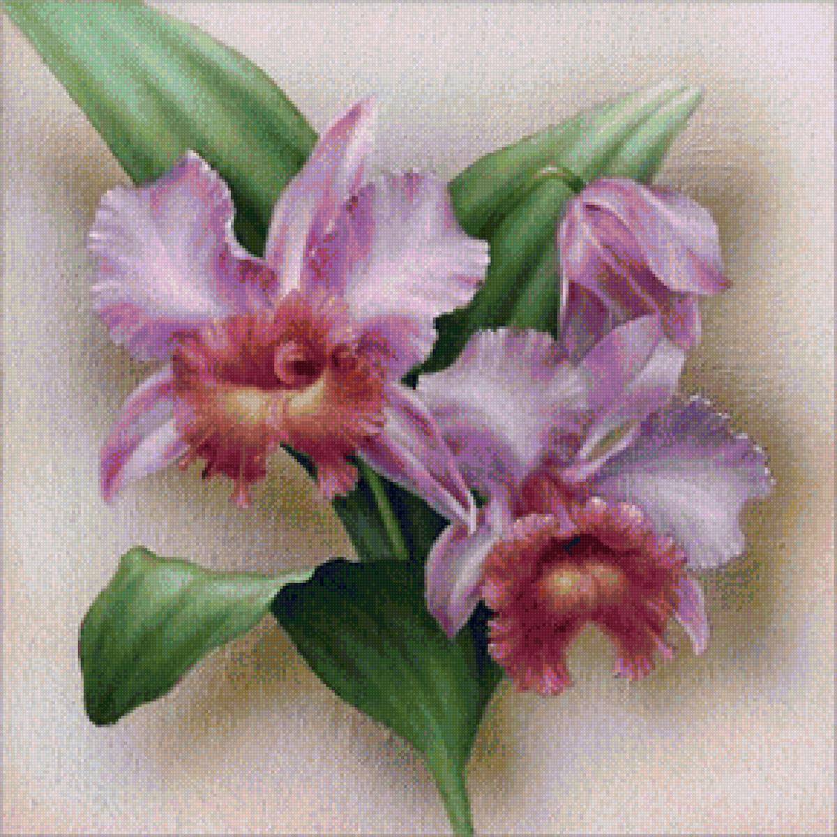 Сиреневые орхидеи - орхидеи, цветы - предпросмотр