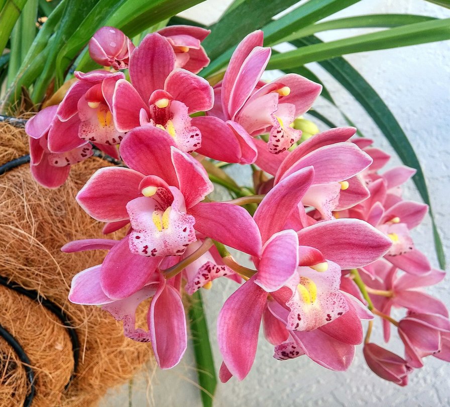 Бордовая орхидея - орхидея, цветы - оригинал