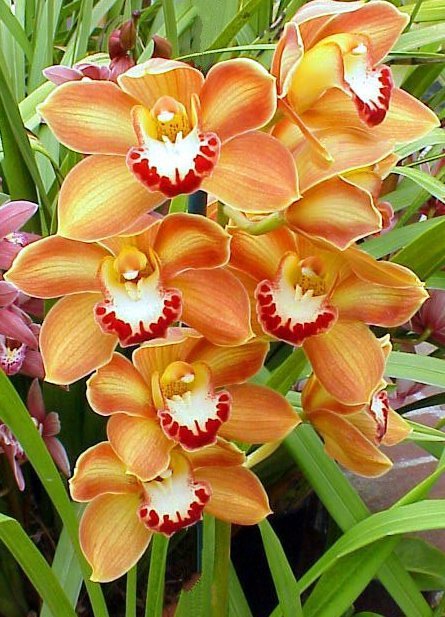 Оранжевые орхидеи - орхидеи, цветы - оригинал