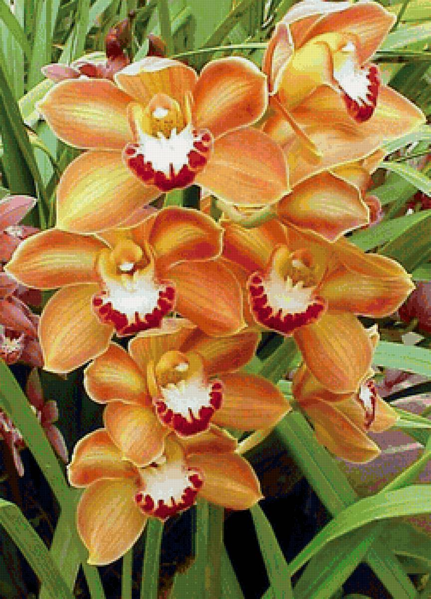 Оранжевые орхидеи - орхидеи, цветы - предпросмотр