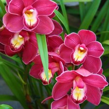 Малиновая орхидея