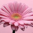 Розовая гербера - растения, разное, цветы, букеты - оригинал