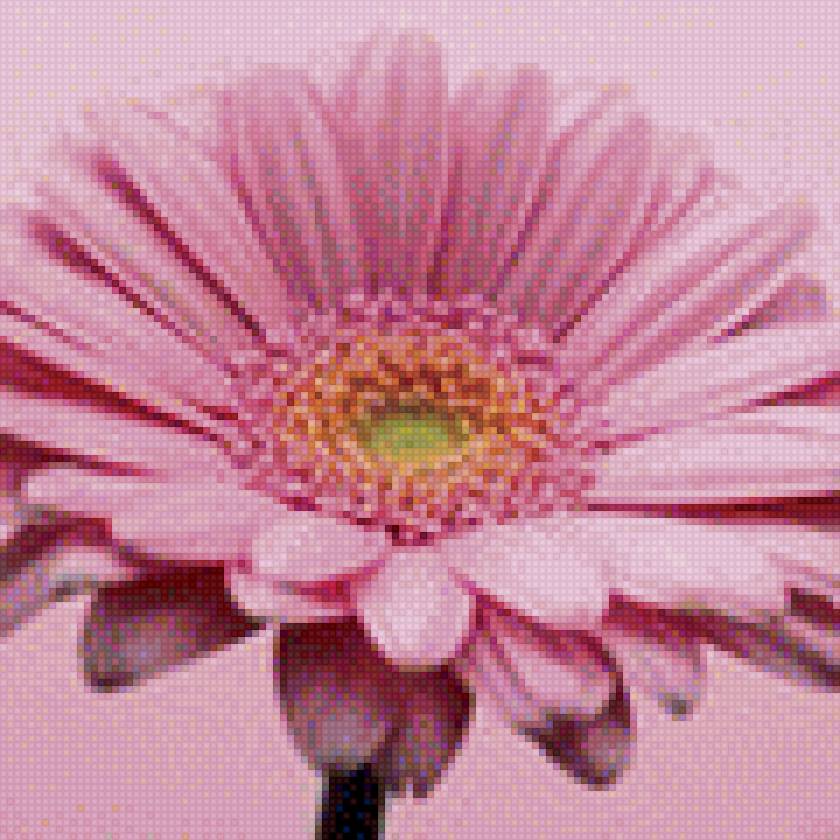 Розовая гербера - растения, цветы, букеты, разное - предпросмотр