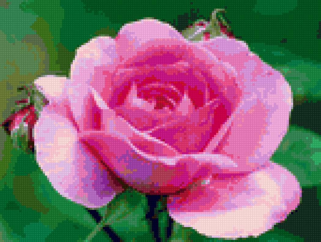Королевская роза - розы, разное, букеты, цветы, растения, натюрморд - предпросмотр