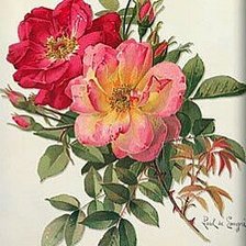 Оригинал схемы вышивки «Розы» (№1560618)