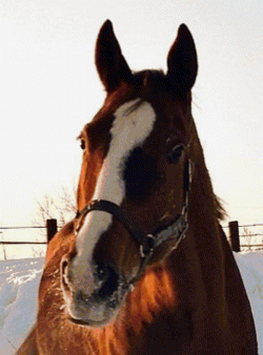 Доминикана-София-Луиджи портрет2 - лошадь зимой, лошадь, лошадки, кони - предпросмотр