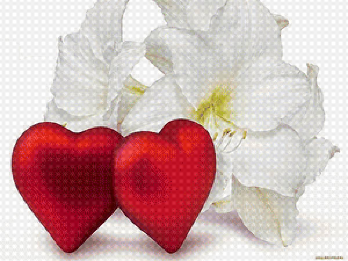 сердца и лилия - сердце лилия, любовь - предпросмотр