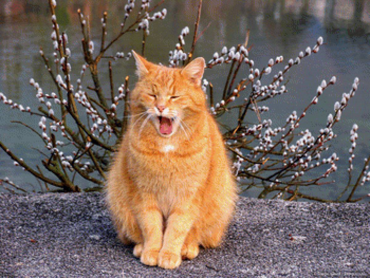 Мартовский кот - рыжий, кот, март, весна, верба - предпросмотр
