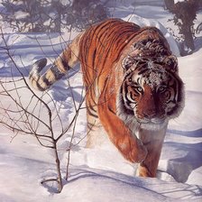 Оригинал схемы вышивки «Tygrys na śniegu» (№1566594)
