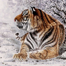Tygrys - zima