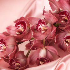 Орхидеи на атласе