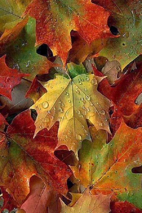 осенние кленовые листья - осень, клен, листья - оригинал