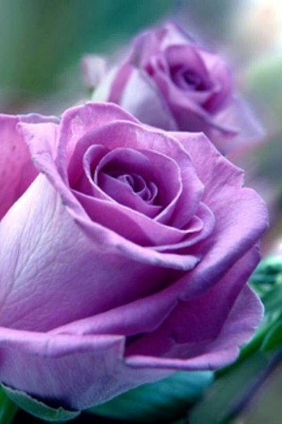 лиловые розы - лиловые розы - оригинал