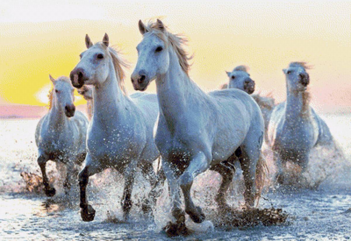 Белые лошади на рассвете - рассвет, лошади, табун - предпросмотр