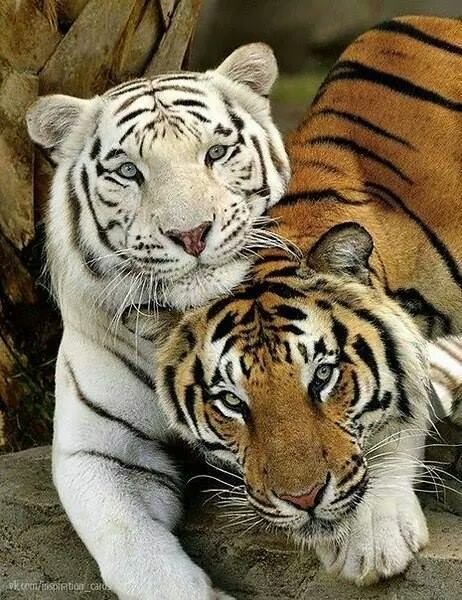 Тигры - звери - оригинал