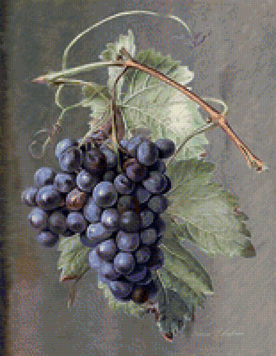 Гроздь винограда - виноград, гроздь - предпросмотр