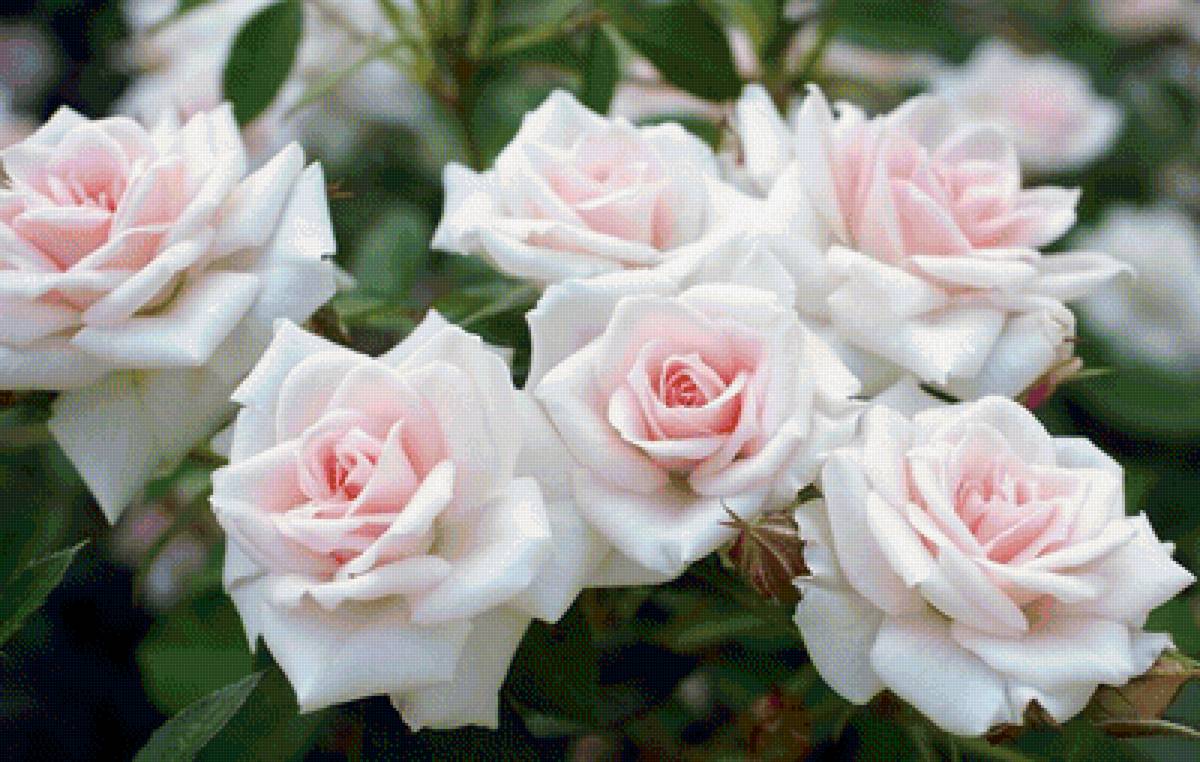 Белые розы - розы, цветы - предпросмотр