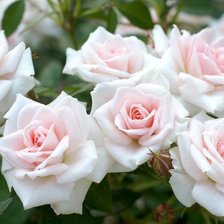 Оригинал схемы вышивки «Белые розы» (№1570060)
