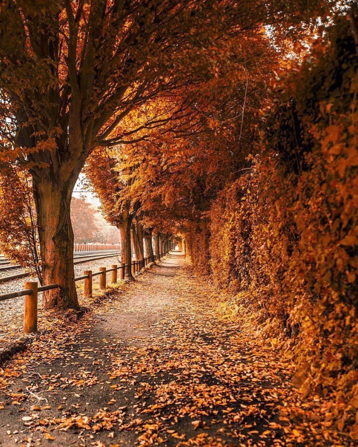 Осенняя аллея - осень, деревья, парк, аллея - оригинал