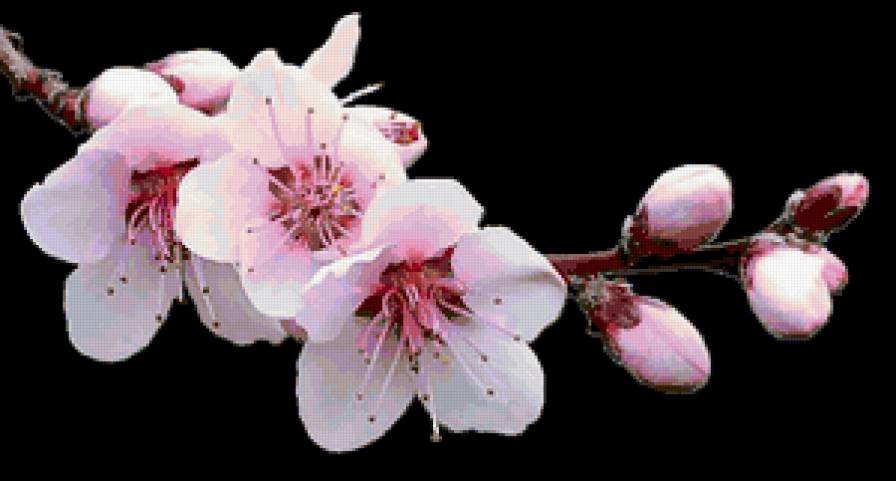 ветка сакуры - цветы, сакура, черный фон - оригинал