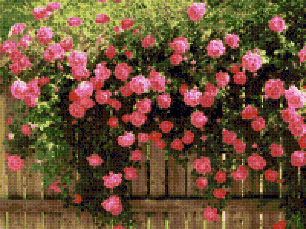Розы на заборе - розы, лето, забор, цветы, цветут, розовые, природа - предпросмотр