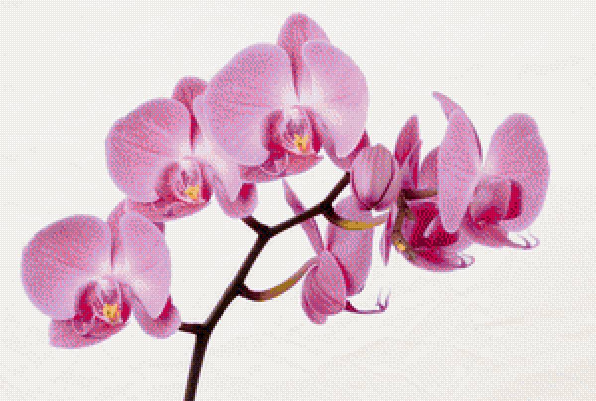 ветка орхидеи - орхидея, ветка, цветок - предпросмотр