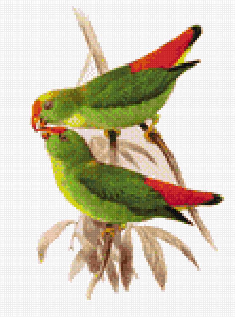 Попугайчики - красные, птицы, попугайчики, зелено - предпросмотр