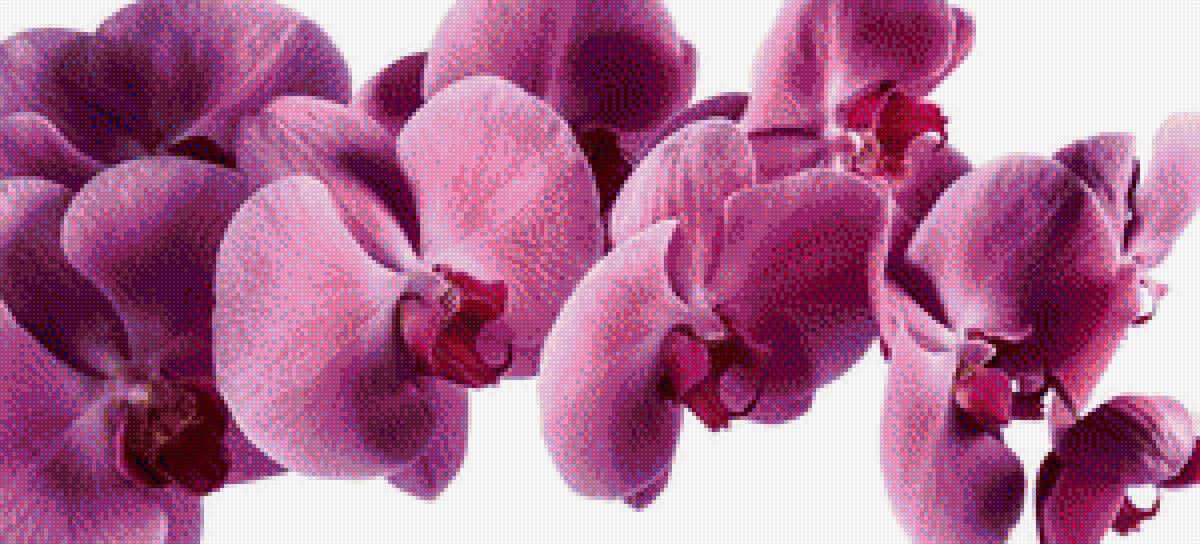 орхидея - цветок, ветка, орхидея - предпросмотр