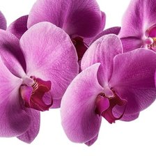 Оригинал схемы вышивки «орхидея» (№1584564)