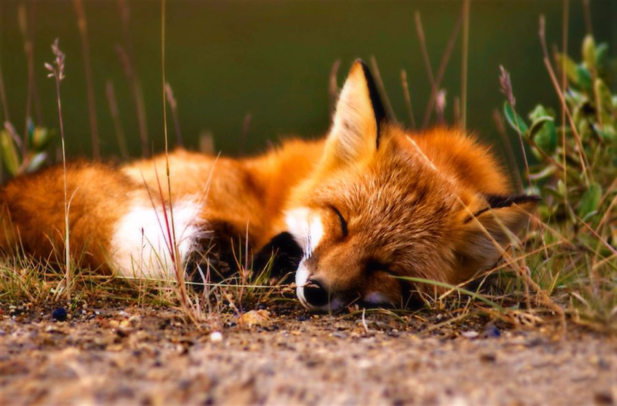 sleeping fox - nature, sleep, fox, cute - оригинал