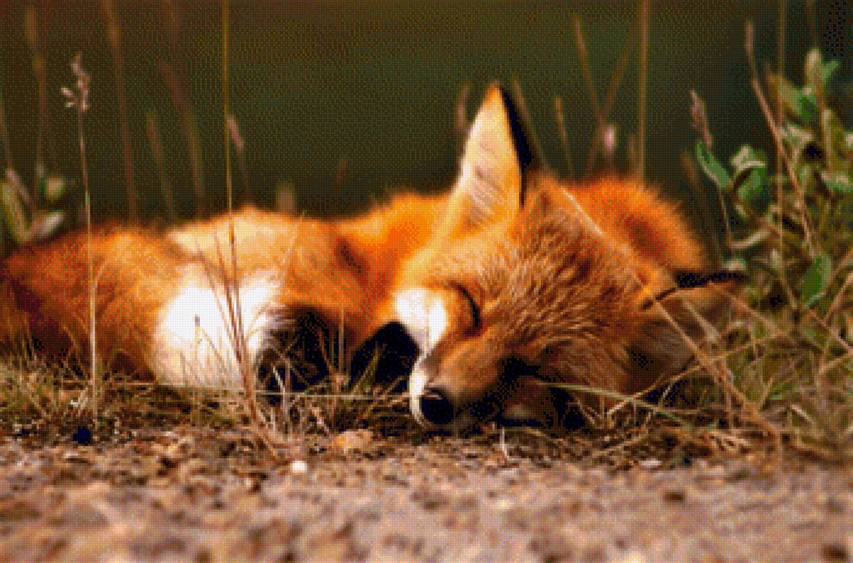 sleeping fox - cute, sleep, fox, nature - предпросмотр