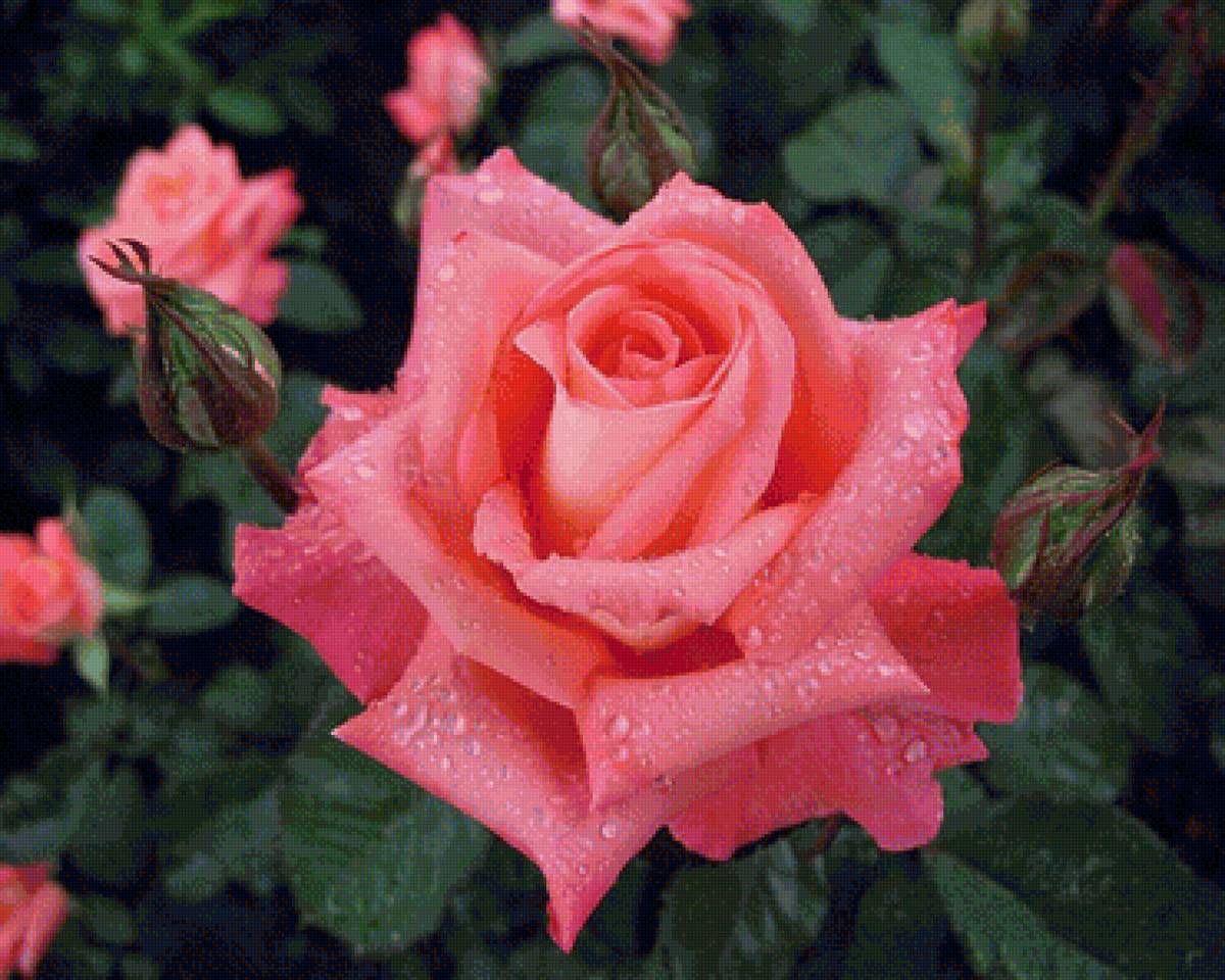 Розовая роза - роза, цветы - предпросмотр