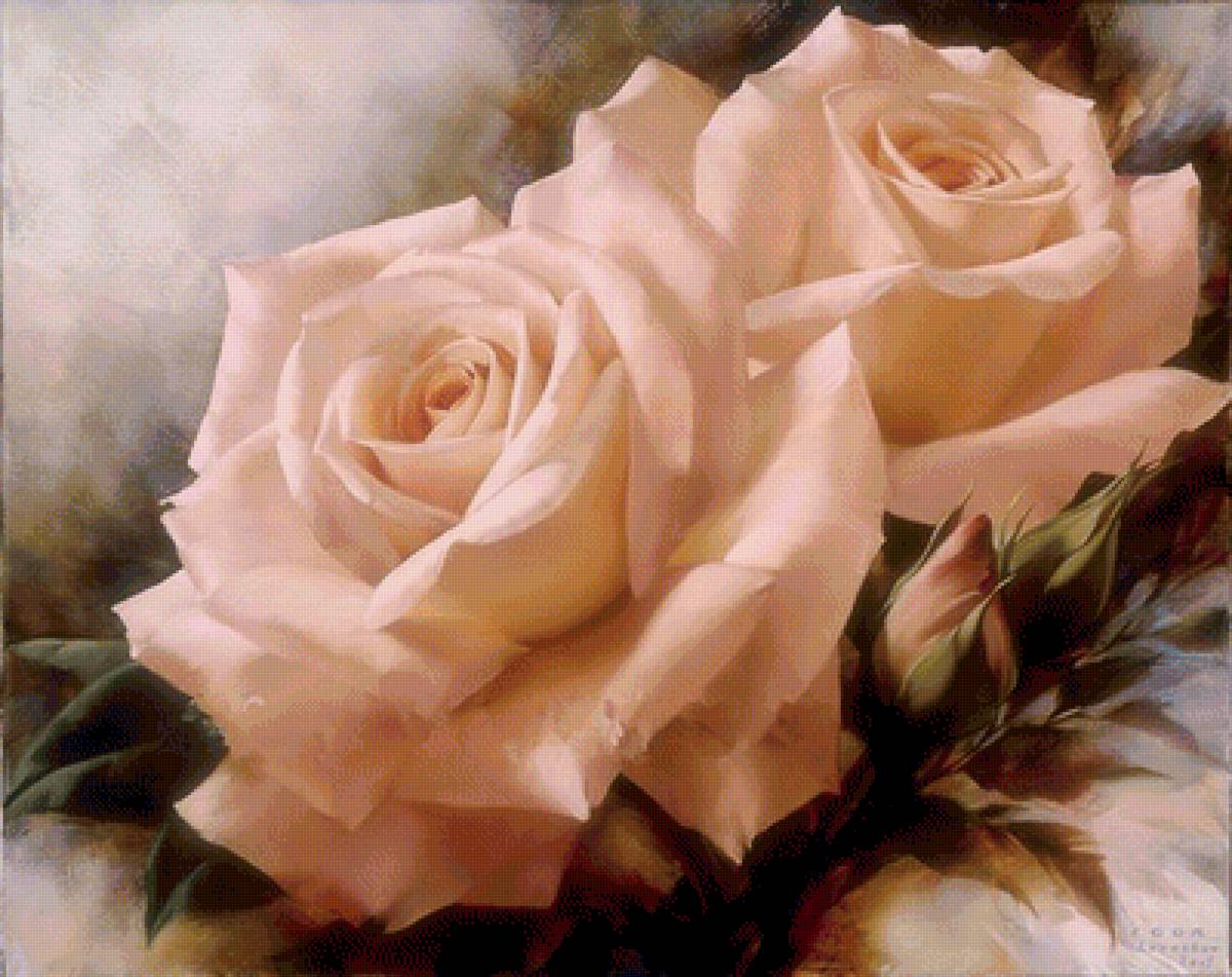 белые розы - цветы, розы - предпросмотр