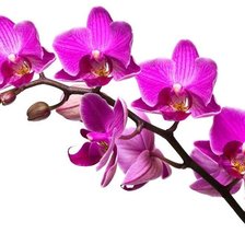 ветка орхидеи