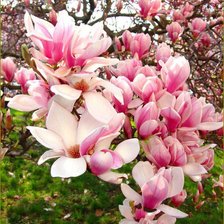 Оригинал схемы вышивки «Magnolia» (№1590371)