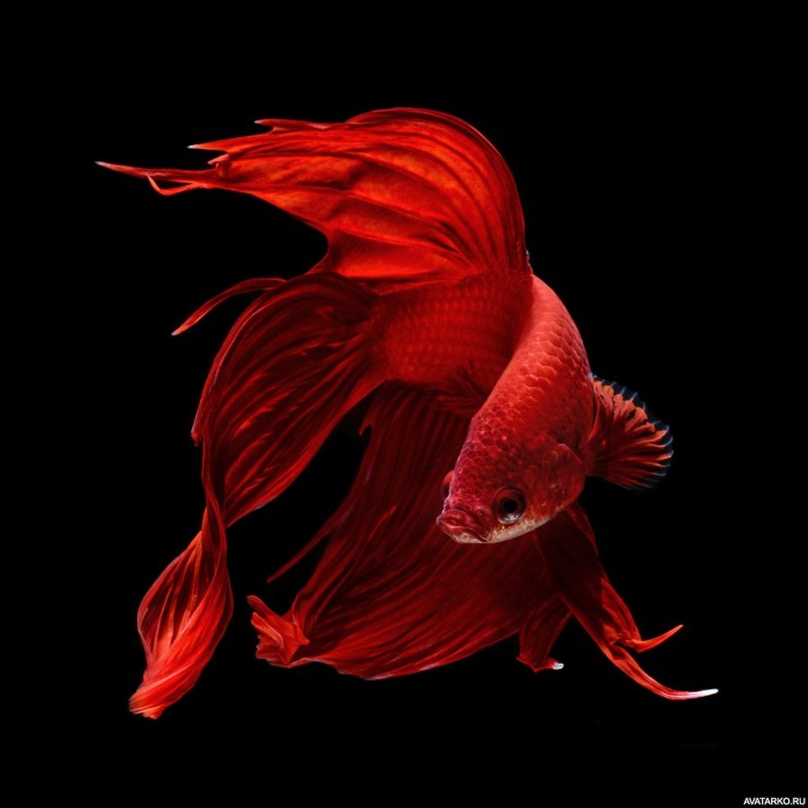 Рыба - рыба, красный - оригинал