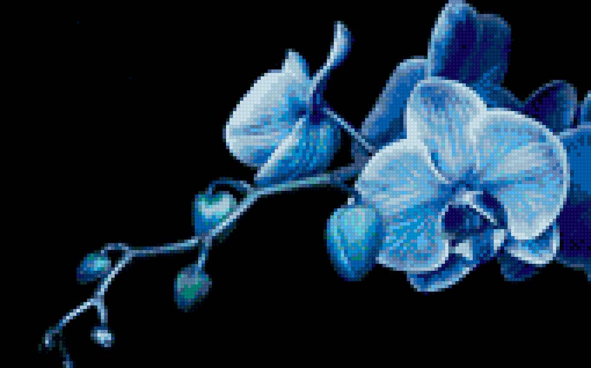 синяя орхидея - орхидея на черном, синяя орхидея - предпросмотр