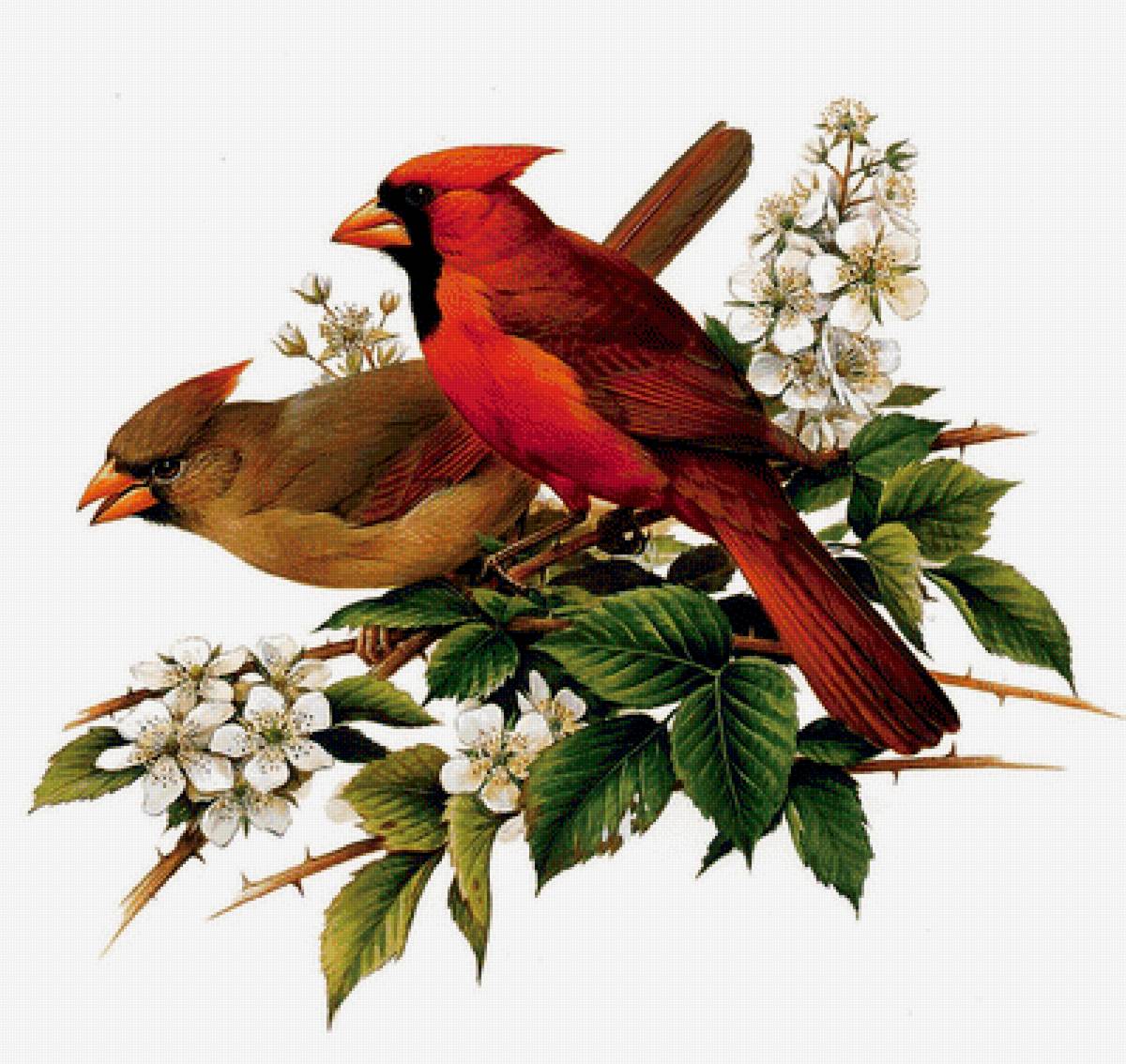 Мир птиц - весна, кардинал, птицы - предпросмотр