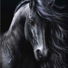 100% черный конь