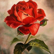 červená ruža
