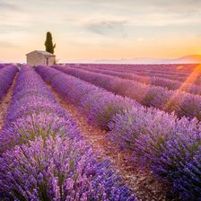 Схема вышивки «Lavanda»