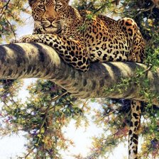 Ягуар на дереве