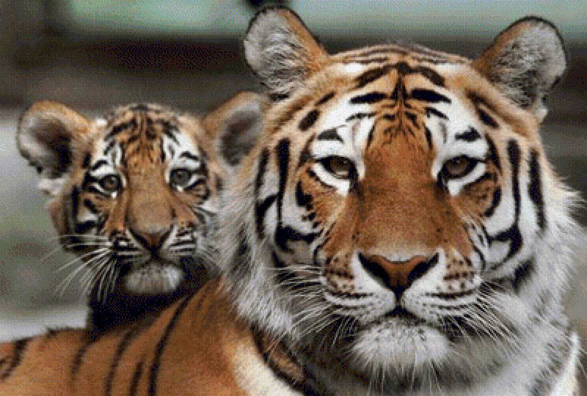 Тигры - звери - предпросмотр