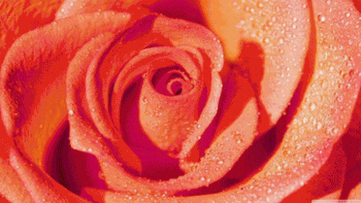 Роза крупная - роза - предпросмотр