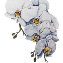 Оригинал схемы вышивки «Орхидея» (№1606846)